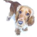 https://uk.holidog.com/ImagesPetSitters/90A6D47C-D1D6-4BDB-91D5-A1AB68EA354E_square_120.jpg Dogs,-dogs-&-dogs-153901-0