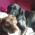 https://uk.holidog.com/ImagesPetSitters/914958A9-384E-444F-ACD9-9FBE9667A9BE_square_120.jpg Fun-on-the-Farm--15710-2