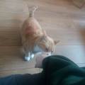 Safe-place-for-your-pet-:)-226988-3