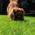 https://uk.holidog.com/ImagesPetSitters/93EDEC25-AD7E-4240-9DC5-3BA1662881A9_square_120.jpg Safe-Happy-&-Loving-Environment-284130-1