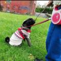 https://uk.holidog.com/ImagesPetSitters/948CC8E8-4748-4F23-970B-48910DA5FFCE_square_120.jpg We-love-cats-and-dogs!--605835-2