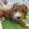 Home-away-from-home-for-your-doggy-626314-0