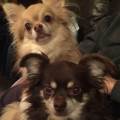 Furbabies-Pet-Daycare---222737-3