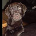 https://uk.holidog.com/ImagesPetSitters/95196509-F30A-4F14-A655-A1765E9B8DC5_square_120.jpg Animal-Lover-77254-1