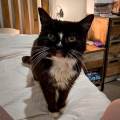 https://uk.holidog.com/ImagesPetSitters/9549F1F9-51BC-4214-B794-81C42EC7D178_square_120.jpg 268335-1