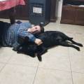 https://uk.holidog.com/ImagesPetSitters/9557E193-8D60-4763-87FD-FC4F4E4332E3_square_120.jpg Loving-Pet-Sitter!-242271-1