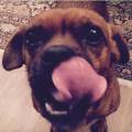 https://uk.holidog.com/ImagesPetSitters/963AF4D2-2AE6-4D1A-80D0-E11BF3E681A2_square_120.jpg Need-fun-and-safe-petsitting?-31933-3