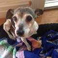 https://uk.holidog.com/ImagesPetSitters/9749BAAE-816E-41AB-97A6-810EF5941B68_square_120.jpg Love-for-pets-117624-3
