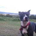 https://uk.holidog.com/ImagesPetSitters/97637E3D-3340-4008-9C7E-70A0503F1519_square_120.jpg Friends-for-Coco-215828-2