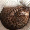 Experienced-pet-sitter-/-walker-159385-1