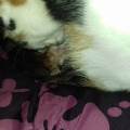 https://uk.holidog.com/ImagesPetSitters/98E926D8-02BB-4CB8-A76F-75CBF430B633_square_120.jpg pet-powere-222397-2