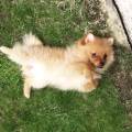 https://uk.holidog.com/ImagesPetSitters/993355D9-9A7C-4EBC-8884-FC737CF8225E_square_120.jpg complete-pet-lover!-75237-0
