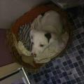 https://uk.holidog.com/ImagesPetSitters/995F07B4-60BD-4E3F-A806-E69F008D6C07_square_120.jpg Lovers-for-dogs--65423-1