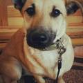 https://uk.holidog.com/ImagesPetSitters/99762040-D2DA-44AC-A7B8-636B057C619A_square_120.jpg Your-dog-will-be-happy-with-me-192180-0