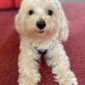 https://uk.holidog.com/ImagesPetSitters/998F12DF-C496-4D0A-A3B1-F7DAAE546852_square_120.jpg 65578-0