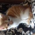 https://uk.holidog.com/ImagesPetSitters/9994A823-4CCA-41E1-8D71-66AF2FDE47FA_square_120.jpg pet-powere-222397-1