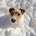 https://uk.holidog.com/ImagesPetSitters/99CA1408-1C37-448D-8007-3DCD373F50A5_square_120.jpg Dog-Care-for-Dog-Lovers-132849-2