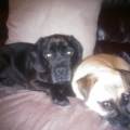 https://uk.holidog.com/ImagesPetSitters/9A0D19C4-9629-4566-A756-E5CC4F6DF991_square_120.jpg Precious-Pooches-70891-3