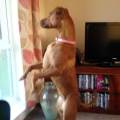 https://uk.holidog.com/ImagesPetSitters/9A190543-62E1-4136-8FB7-DCFD973879CD_square_120.jpg Active-Dog-Walker-140694-1