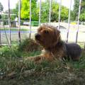 https://uk.holidog.com/ImagesPetSitters/9A72FF41-3A75-4C12-97E9-4042B7195C69_square_120.jpg My-dog-is-the-Prince-of-the-House-101562-2