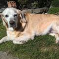 https://uk.holidog.com/ImagesPetSitters/9A87C549-7E9C-4A1F-86BC-1EC50E53E2BA_square_120.jpg Animals-lover-:)-167662-0