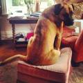 https://uk.holidog.com/ImagesPetSitters/9AC2F3F0-0325-425A-A377-4434CC543F2F_square_120.jpg Love-me,-love-my-dog!-56468-2