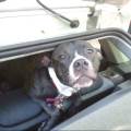 https://uk.holidog.com/ImagesPetSitters/9C9D6337-692C-43FB-91C9-C53CF5451074_square_120.jpg Friends-for-Coco-215828-1