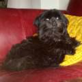 https://uk.holidog.com/ImagesPetSitters/9DB4E868-F81C-4123-9013-A4840737C9D2_square_120.jpg Tails-and-Trails-217068-3