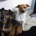 https://uk.holidog.com/ImagesPetSitters/9EB6A109-EEB5-4CA7-B398-E2C1F221C37F_square_120.jpg Home-from-home-for-your-pet-15808-2