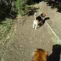 https://uk.holidog.com/ImagesPetSitters/9FC52381-A259-4267-AC29-0AC23CF2F205_square_120.jpg Dog-lover-for-rent-:)-51009-3