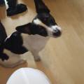 https://uk.holidog.com/ImagesPetSitters/A000C0F5-B7C1-4511-BA25-0C3C749CB829_square_120.jpg New-Dog-Walker!-212996-1