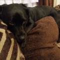 https://uk.holidog.com/ImagesPetSitters/A00E0DC1-F026-4216-9316-51A1CE3F1542_square_120.jpg Reliable-Ronnie-241452-1