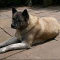 https://uk.holidog.com/ImagesPetSitters/A01D648E-B988-461E-9217-1571BA9ED873_square_120.jpg Animal-Loving-Experienced-Pet-Carer-103655-2