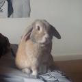 https://uk.holidog.com/ImagesPetSitters/A056BF40-9F12-40C7-B275-F29D6EA62EA4_square_120.jpg Keen-animal-lover!-71428-3