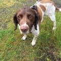 https://uk.holidog.com/ImagesPetSitters/A1724B2E-40D8-42A3-9450-9DF37B2F5104_square_120.jpg 57954-1