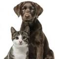 Loving-Care-for-Your-Pets-586660-3