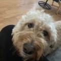 https://uk.holidog.com/ImagesPetSitters/A1E8DE56-67F0-4757-BBA4-CC1BA226A75F_square_120.jpg A-Loving-Home-For-Your-Pet-26211-3