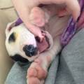 https://uk.holidog.com/ImagesPetSitters/A26ECF03-D025-4AD4-A009-B1944FF2741E_square_120.jpg 47486-1