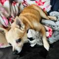 Happy-dog-happy-family!-623133-0