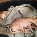 https://uk.holidog.com/ImagesPetSitters/A373C05E-C98F-4BDA-B7DE-633EC984DB30_square_120.jpg Passion-for-animals-210475-0