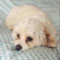 https://uk.holidog.com/ImagesPetSitters/A3E264FF-6FF2-4CE7-B920-107265B35F76_square_120.jpg East-London-dog-lover-here-to-help-4598-3