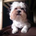 https://uk.holidog.com/ImagesPetSitters/A4673B8C-240E-4B40-BE58-2053C4191C2F_square_120.jpg always-playtime--67278-3