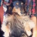 https://uk.holidog.com/ImagesPetSitters/A56B292F-0446-4761-A7E2-AD05D108C089_square_120.jpg Pampered-Pets-in-Lillington-77883-1