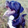 https://uk.holidog.com/ImagesPetSitters/A5741B04-7185-4173-8668-5A1969C7125C_square_120.jpg Doggy-Holidays-254421-0