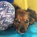 https://uk.holidog.com/ImagesPetSitters/A6B5F4C8-C173-4ABC-A366-3C3741801B57_square_120.jpg Loving-Home-&-Rescue-Dog-Owner-240181-2