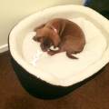 https://uk.holidog.com/ImagesPetSitters/A6E078C2-8B24-4A29-8624-68E9574A74BE_square_120.jpg Pets-pets-pets-85263-0