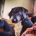 https://uk.holidog.com/ImagesPetSitters/A8198E83-A958-4BD1-9B9C-6E4354C86D46_square_120.jpg Making-your-pets-happy-78739-2