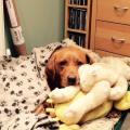 https://uk.holidog.com/ImagesPetSitters/A8C69080-5C4E-4263-A7D0-715EBD69C733_square_120.jpg 59830-1