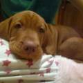 https://uk.holidog.com/ImagesPetSitters/A8C73BFB-753D-4DDE-81B1-EA26B515A63F_square_120.jpg Petsitter-116356-3