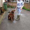 https://uk.holidog.com/ImagesPetSitters/AA115D25-9AA2-47B8-B987-FD72E875542F_square_120.jpg Animal-sitting-53197-0
